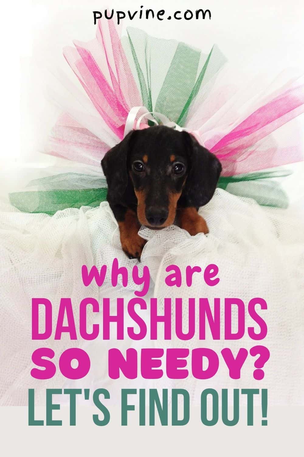 ¿Por Qué Los Dachshunds Son Tan Necesitados? ¡Vamos a Descubrirlo!