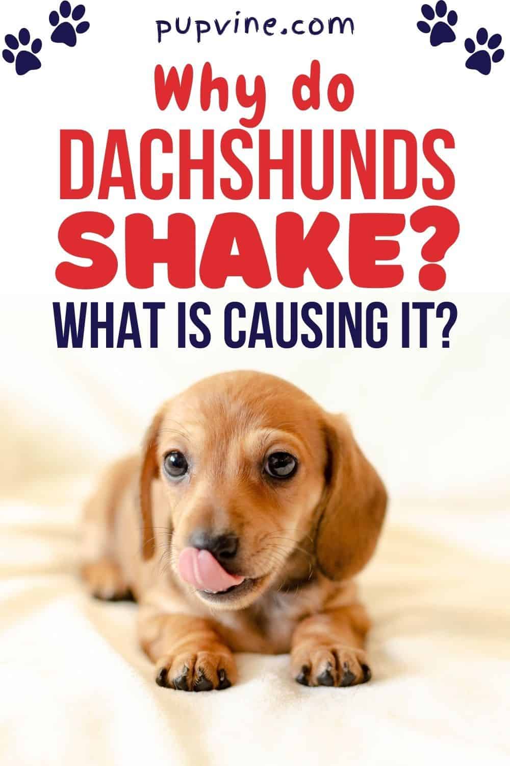 ¿Por Qué Tiemblan los Dachshunds? ¿Qué Lo Causa?