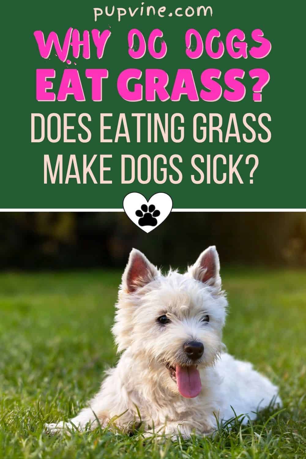 ¿Por qué los perros comen hierba? ¿Comer hierba hace que los perros se enfermen?