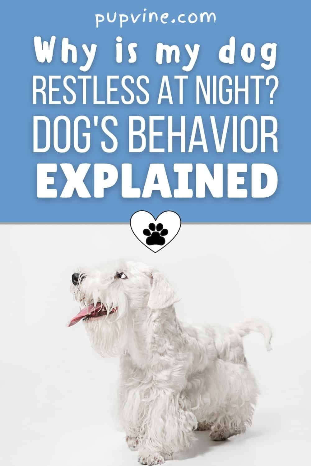 ¿Por qué mi perro está inquieto por la noche? Comportamiento del perro explicado