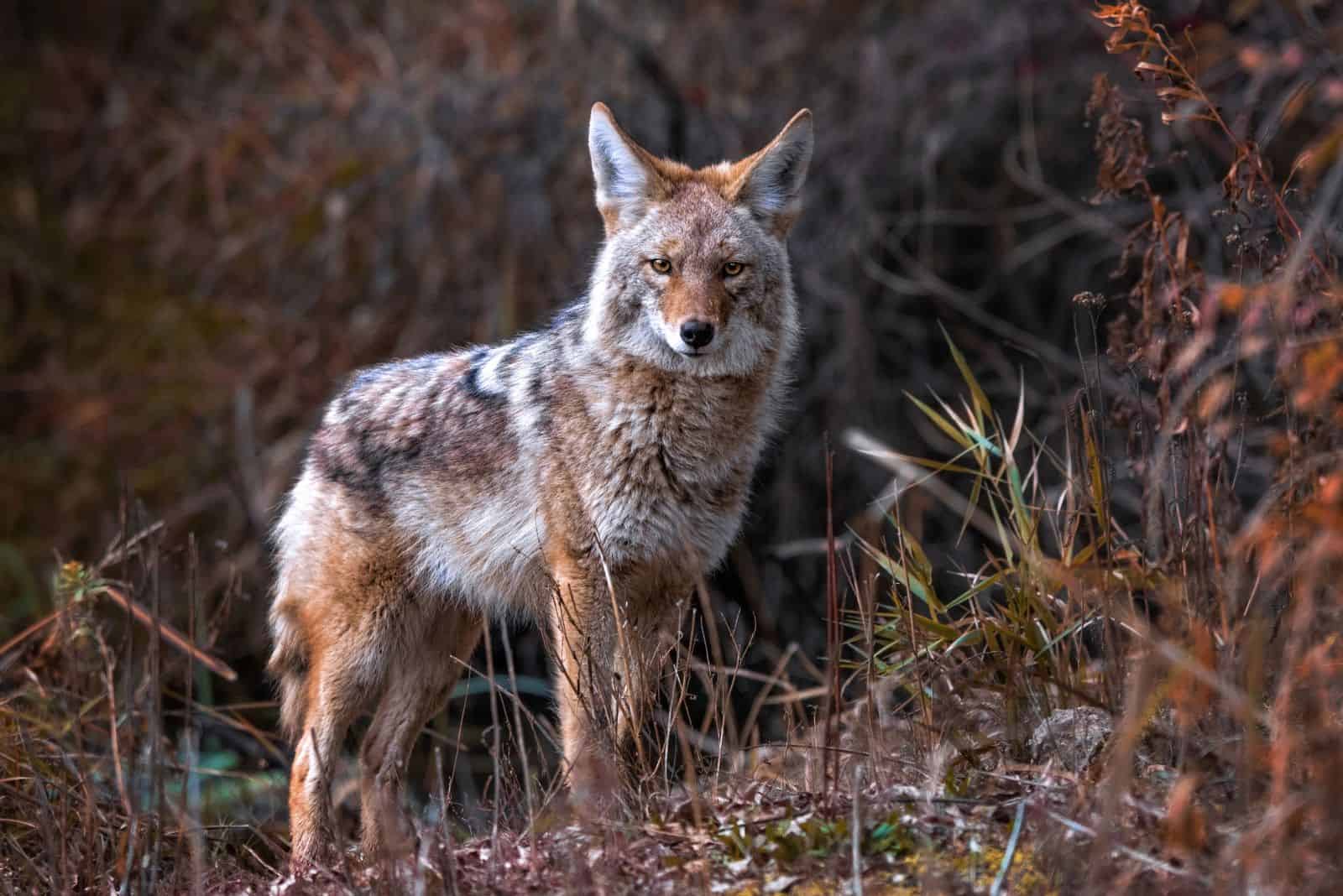 Coyote salvaje en la naturaleza