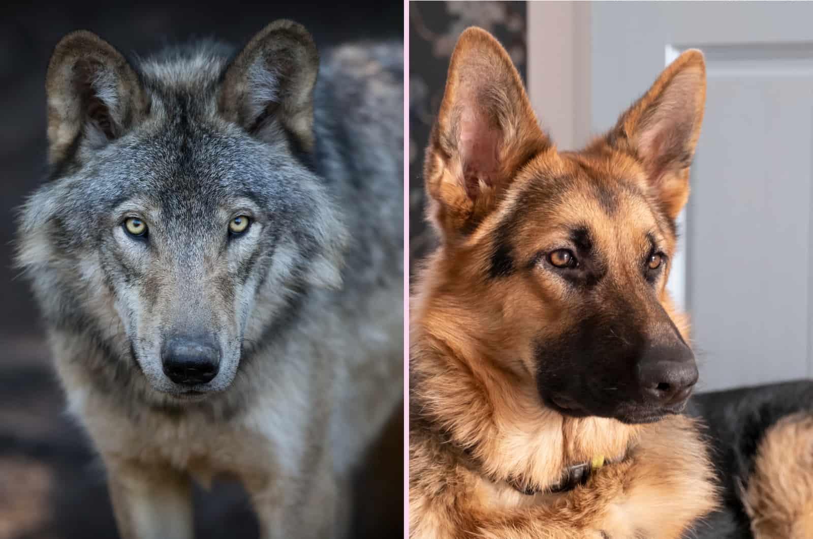 Lobo y Pastor Alemán en primer plano