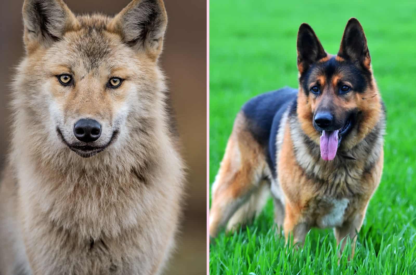 Lobo y Pastor Alemán lado a lado