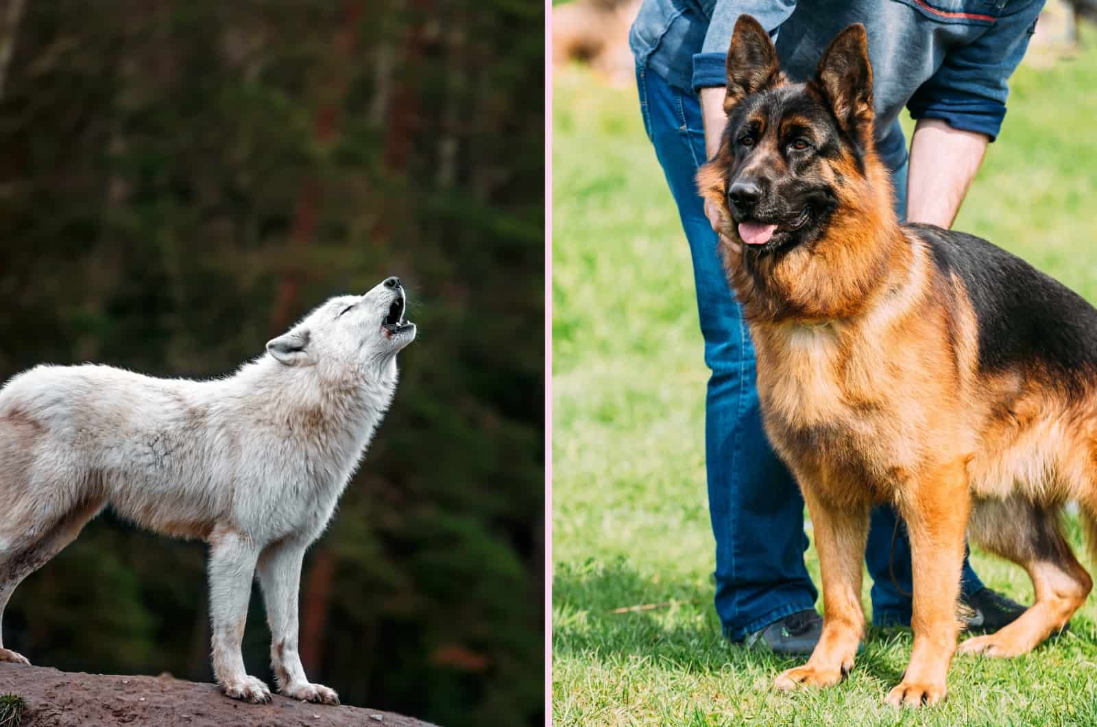 Lobo vs Pastor Alemán