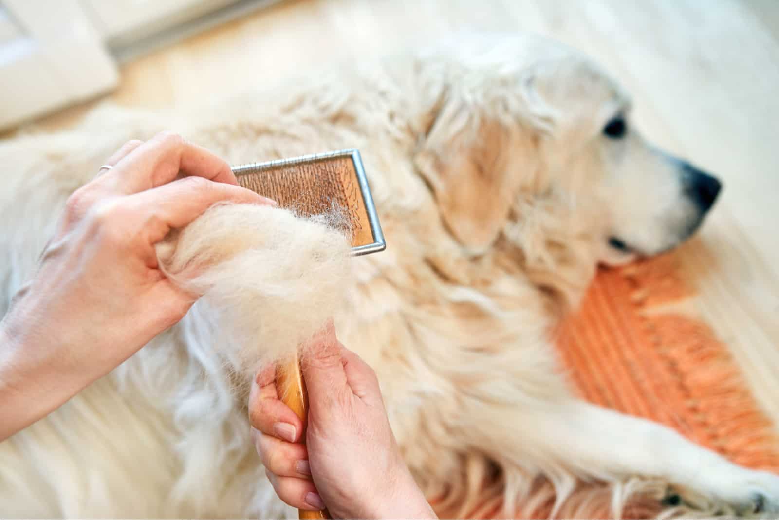 Mujer peinando a un anciano Golden Retriever