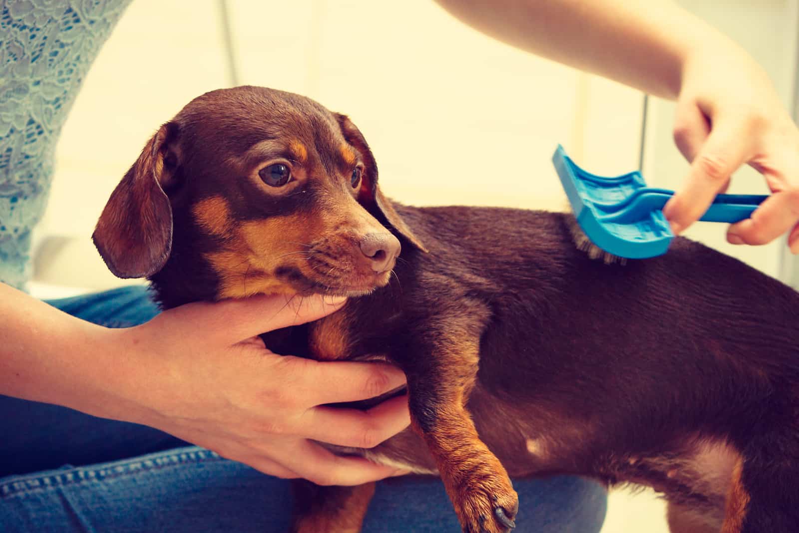 Mujer cuidando a su dachshund peinando el pelo del cachorro con cepillo para perros