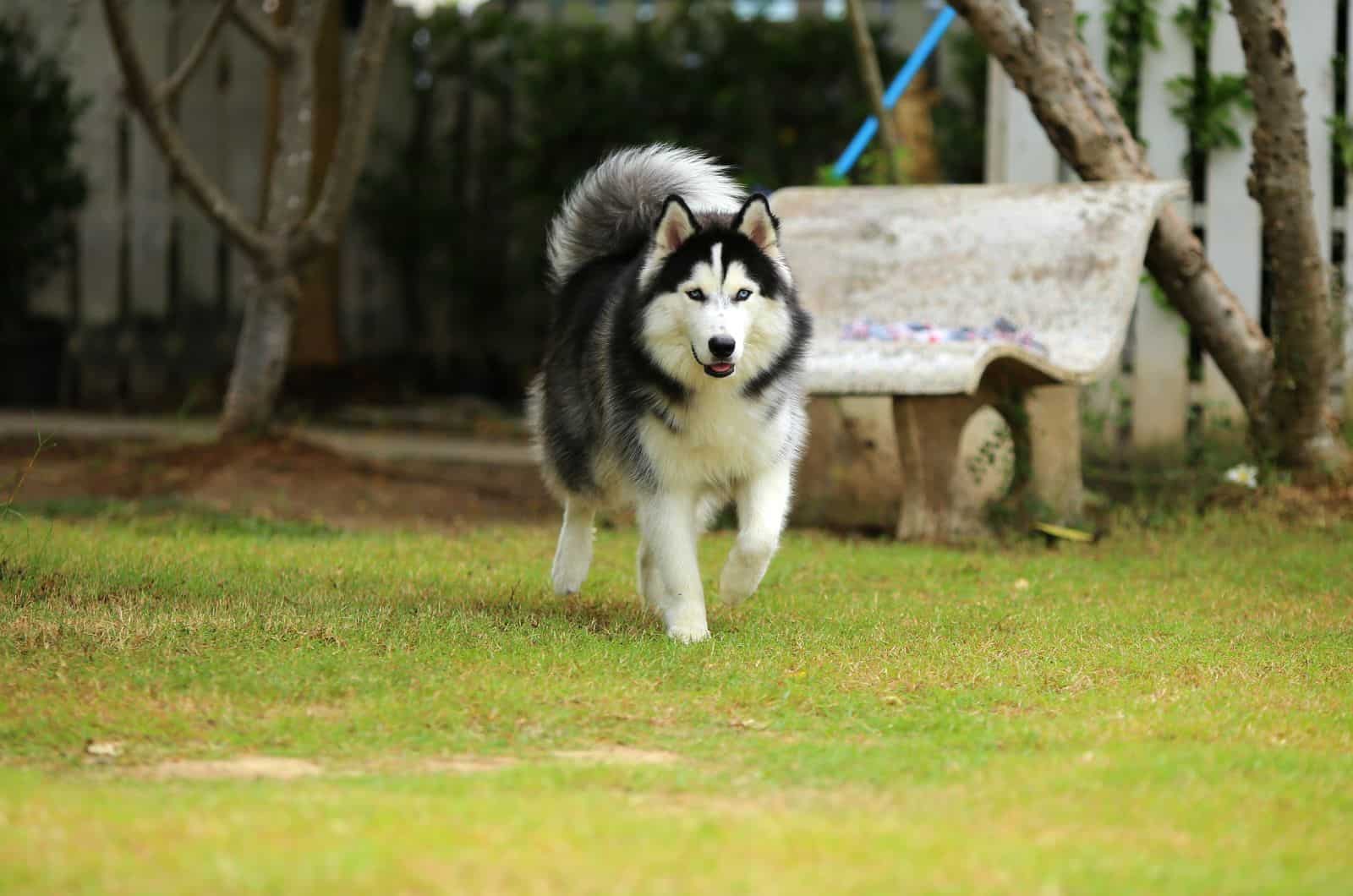 Husky Lanudo