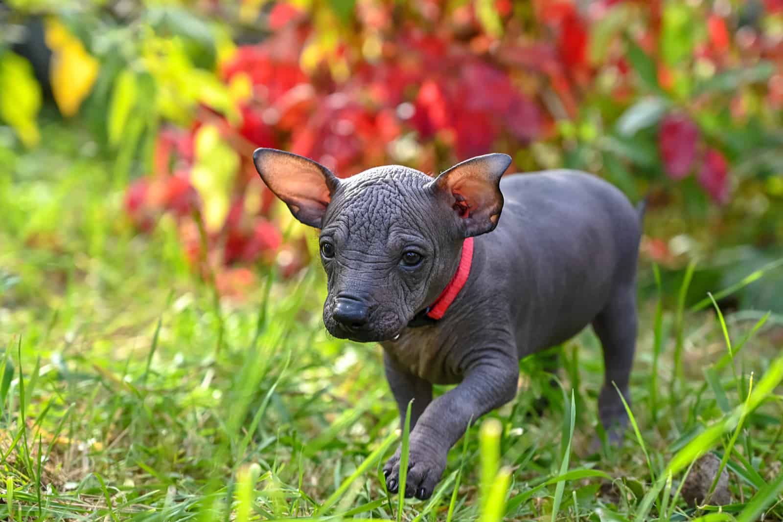 Cachorro de Xoloitzcuintli caminando sobre la hierba afuera
