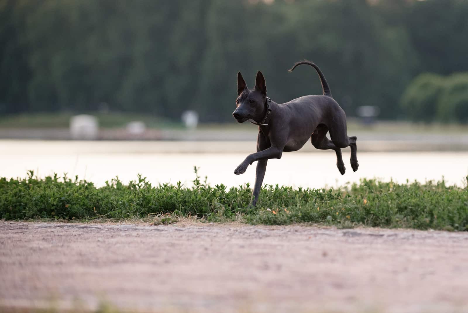 Xoloitzcuintli corriendo afuera
