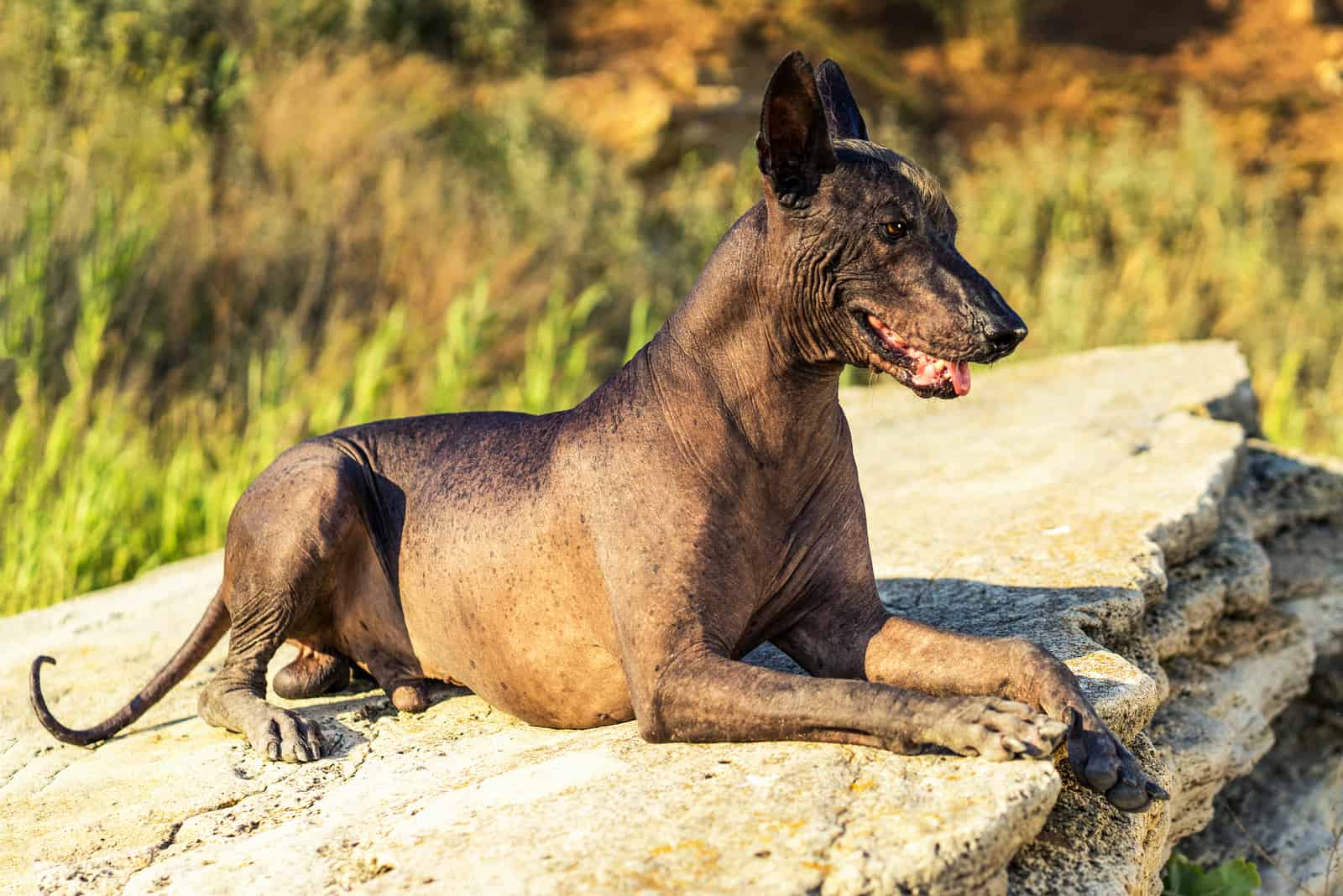 Xoloitzcuintli sentado en una roca afuera