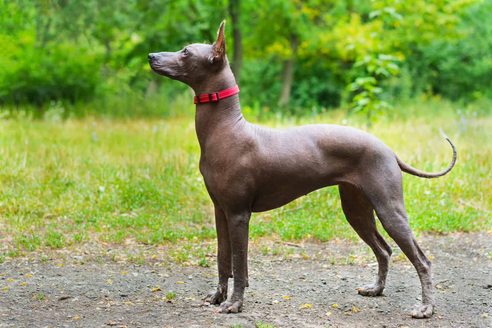Xoloitzcuintli parado afuera