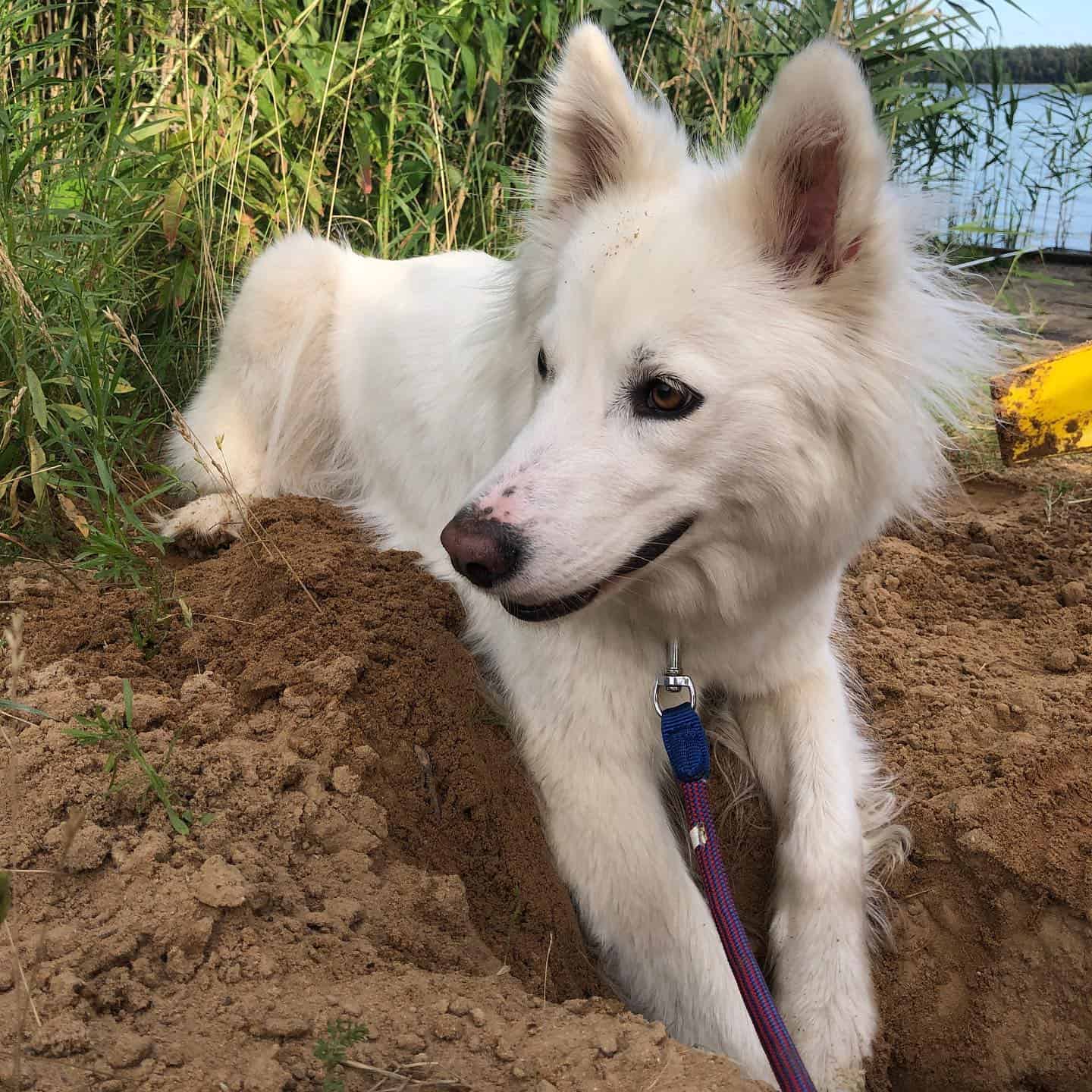 Perro Laika Yakutiana cavando un hoyo
