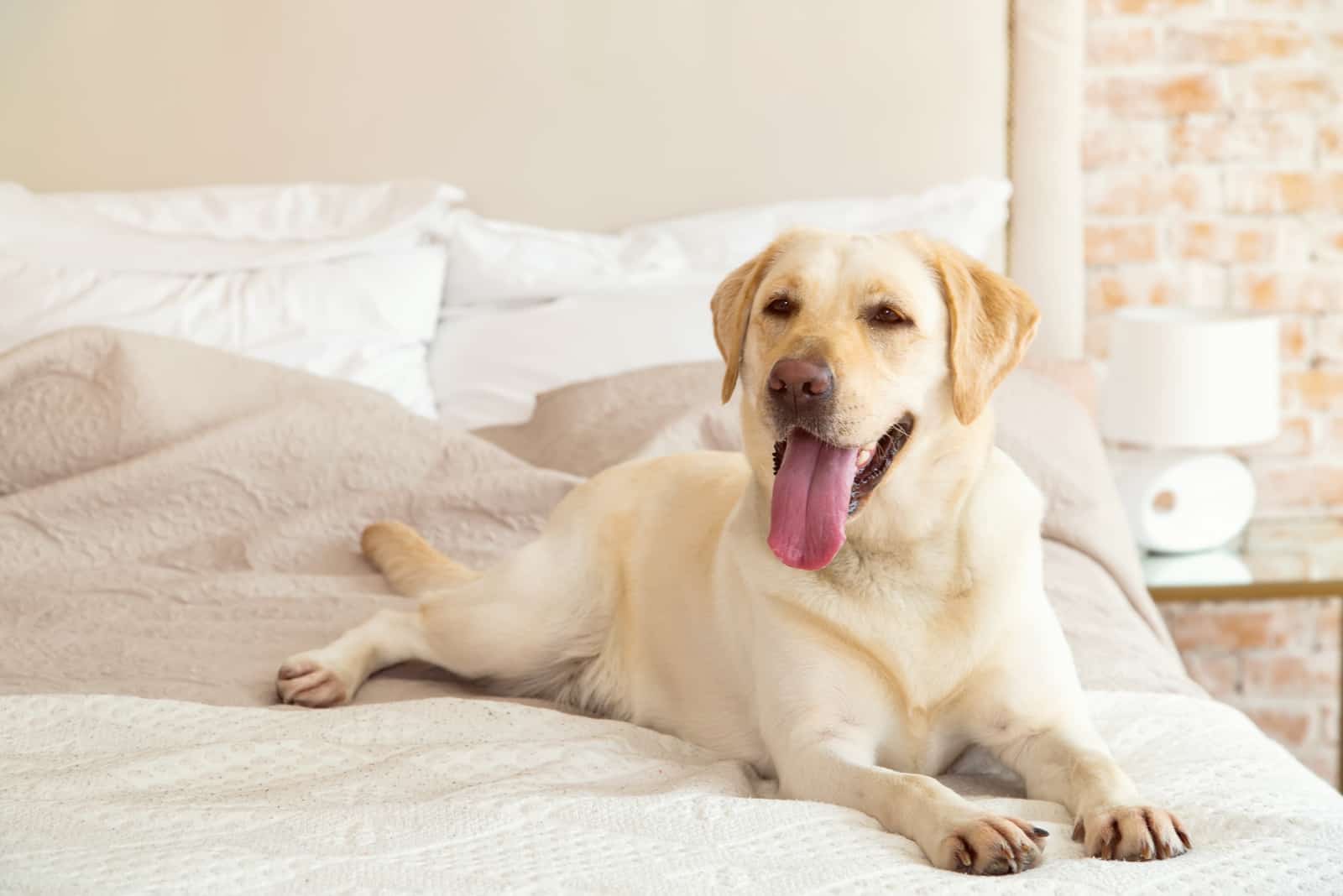 Labrador amarillo, retriever acostado en la cama
