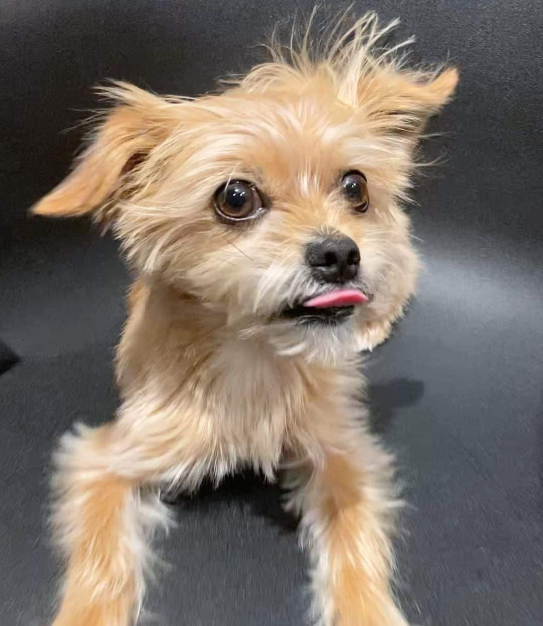 Yorkie Apso está acostado en el sofá