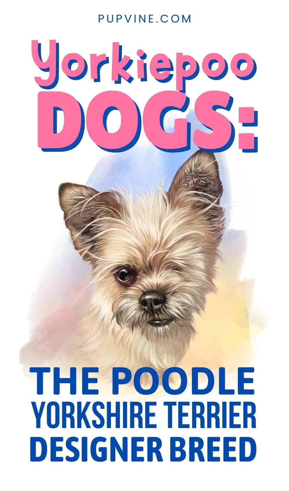 Perros Yorkiepoo: La raza de diseño Caniche Yorkshire Terrier