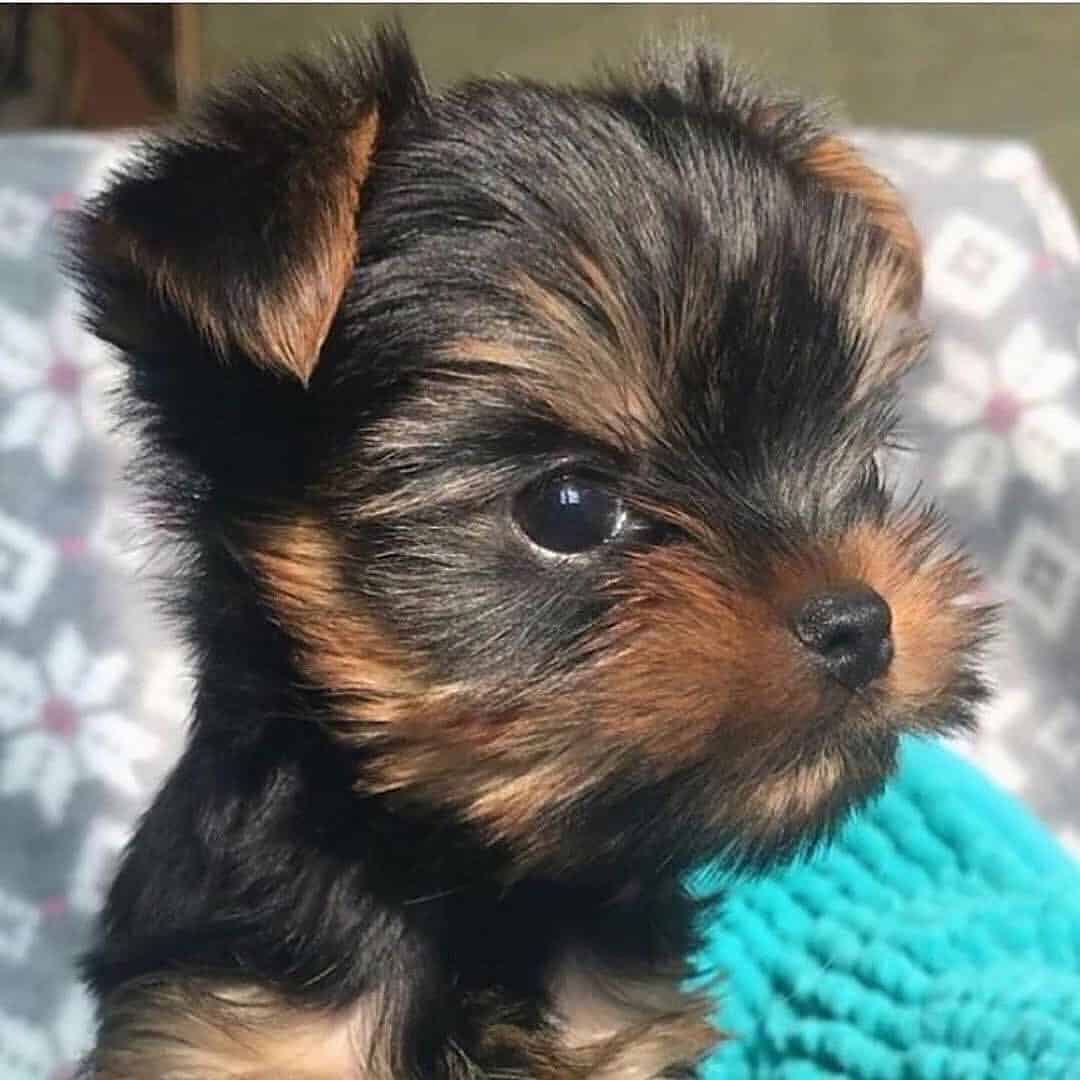 Cachorro Yorkiepoo