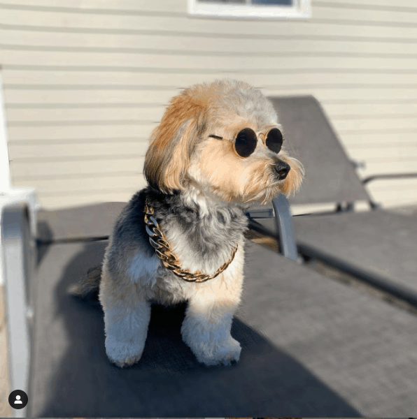 Yorkiepoo con gafas de sol