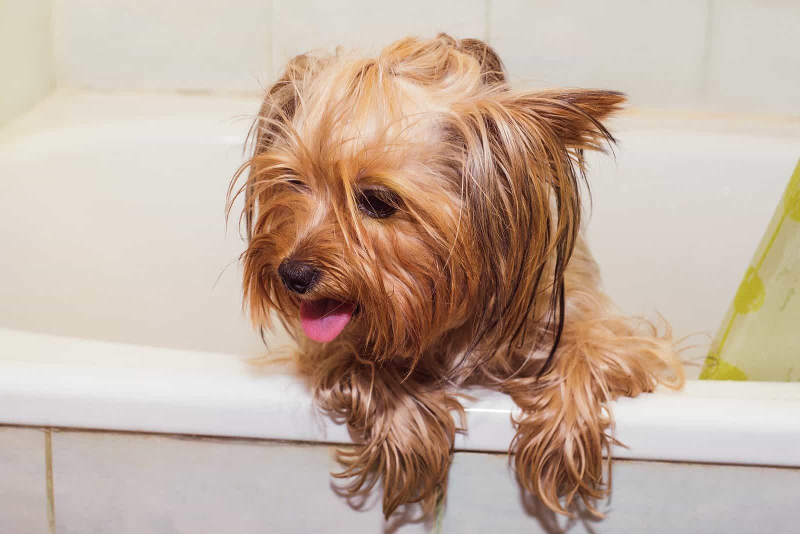 Yorkshire Terrier está de pie en una bañera blanca