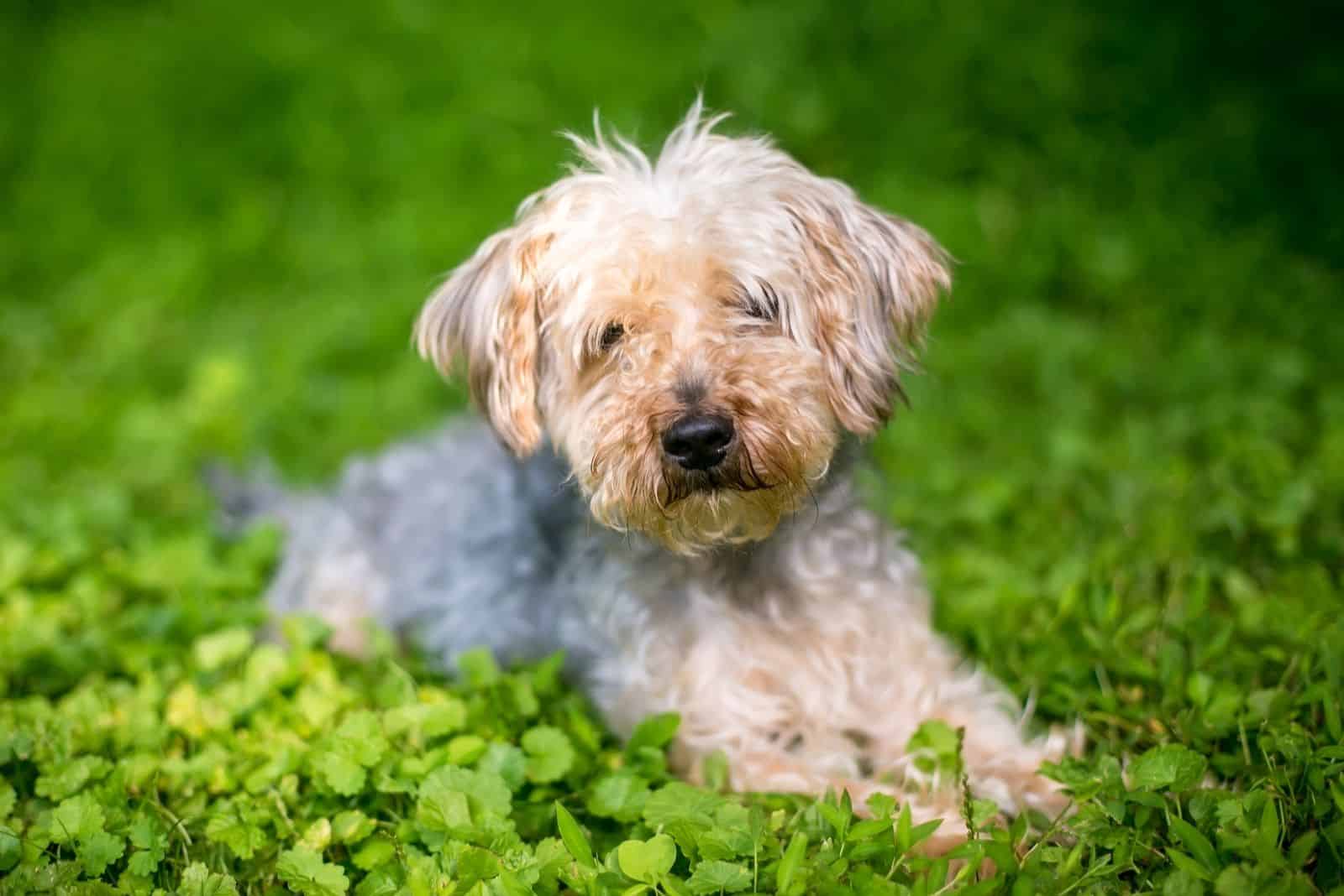 Perro mestizo de Yorkshire Terrier x Caniche acostado en el césped