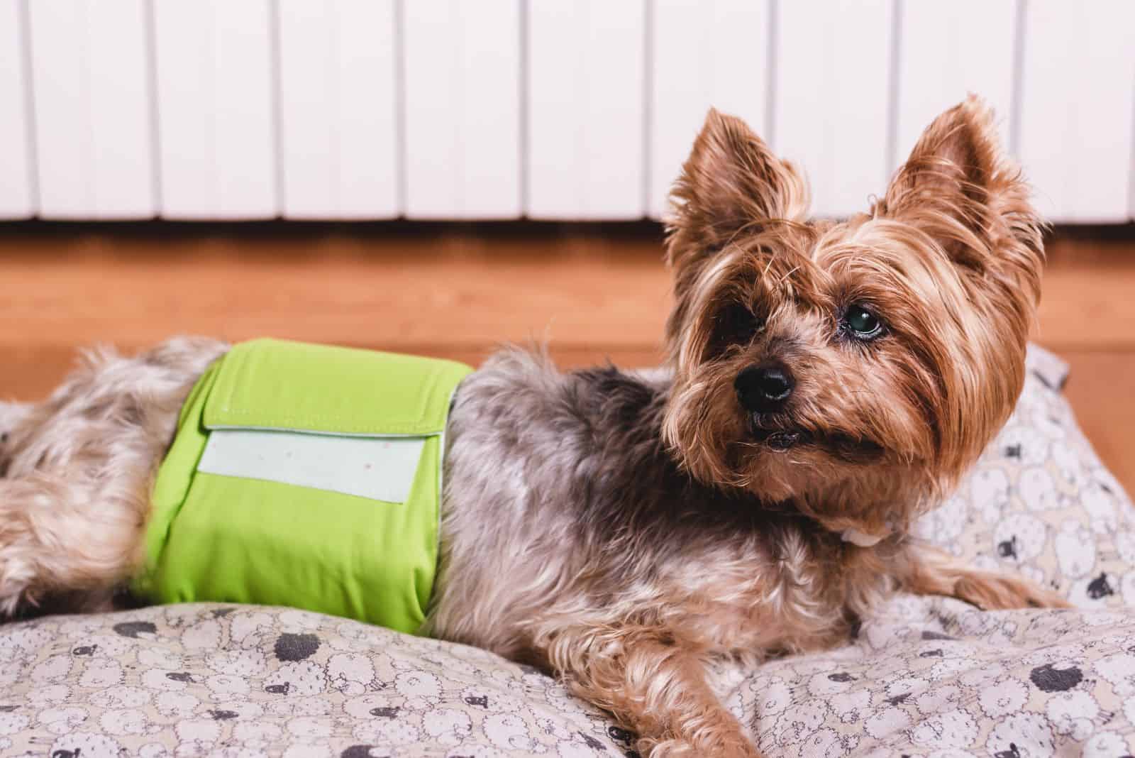 Yorkshire terrier acostado en su cama y usando un pañal