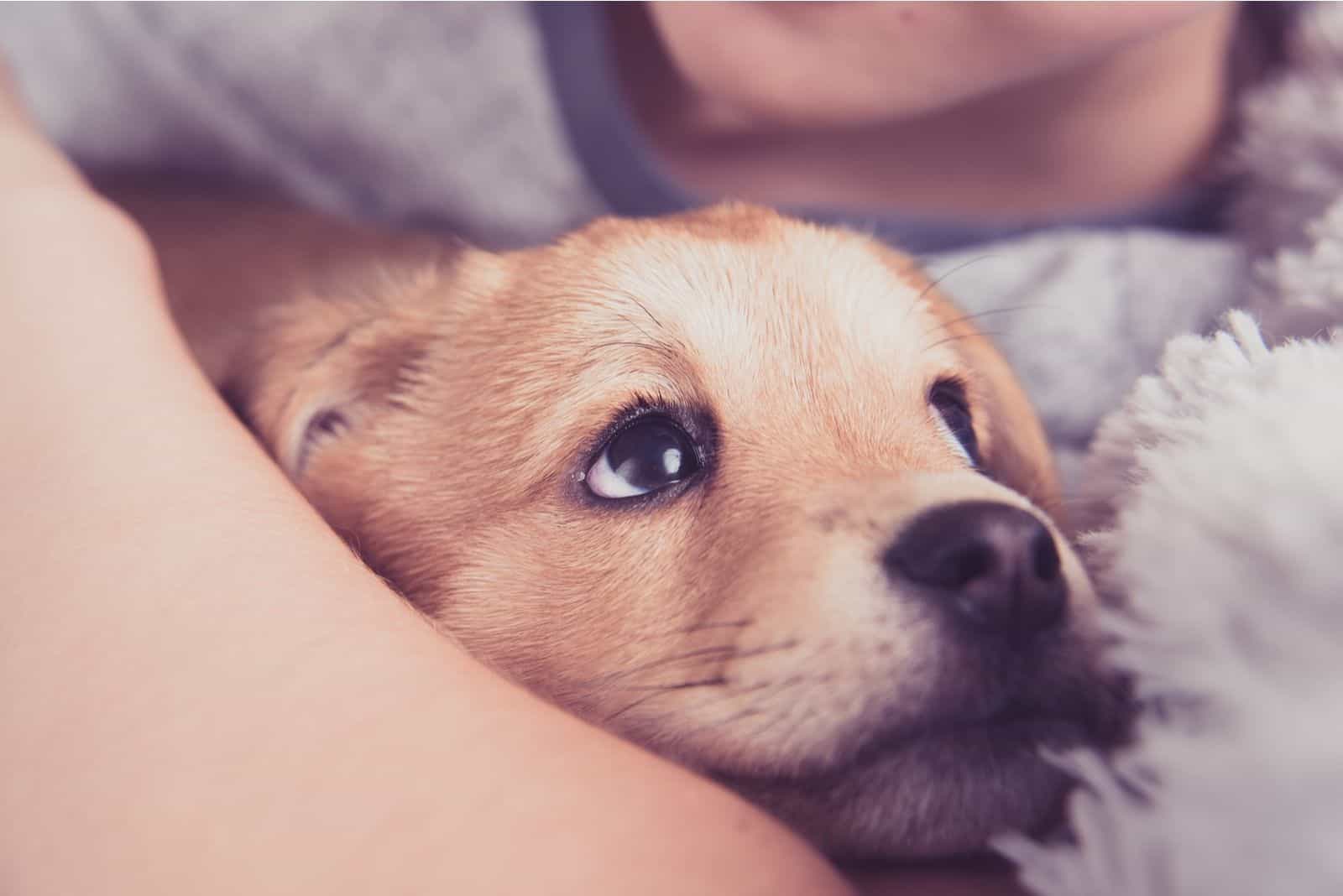 Cachorro joven abrazado por el dueño en imagen enfocada