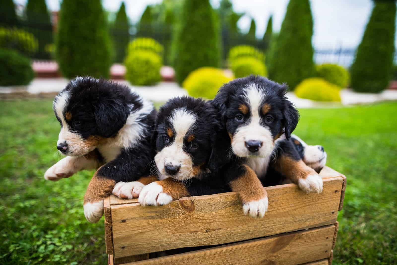 Jóvenes perros de montaña de Berna en caja de madera