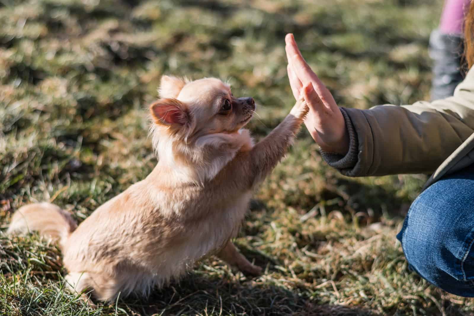 Chica joven jugando con su perro afuera