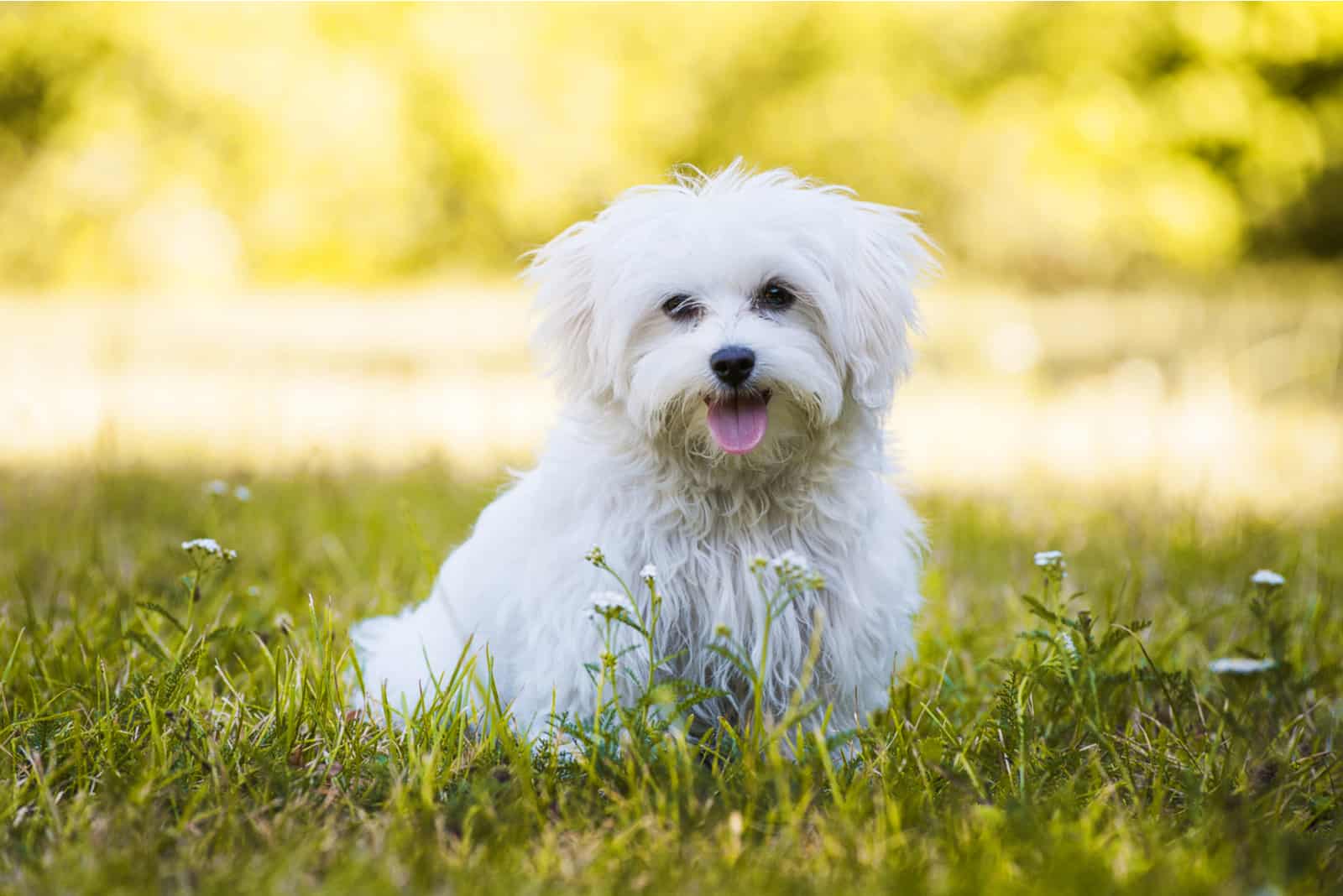 Perro joven maltés en un prado
