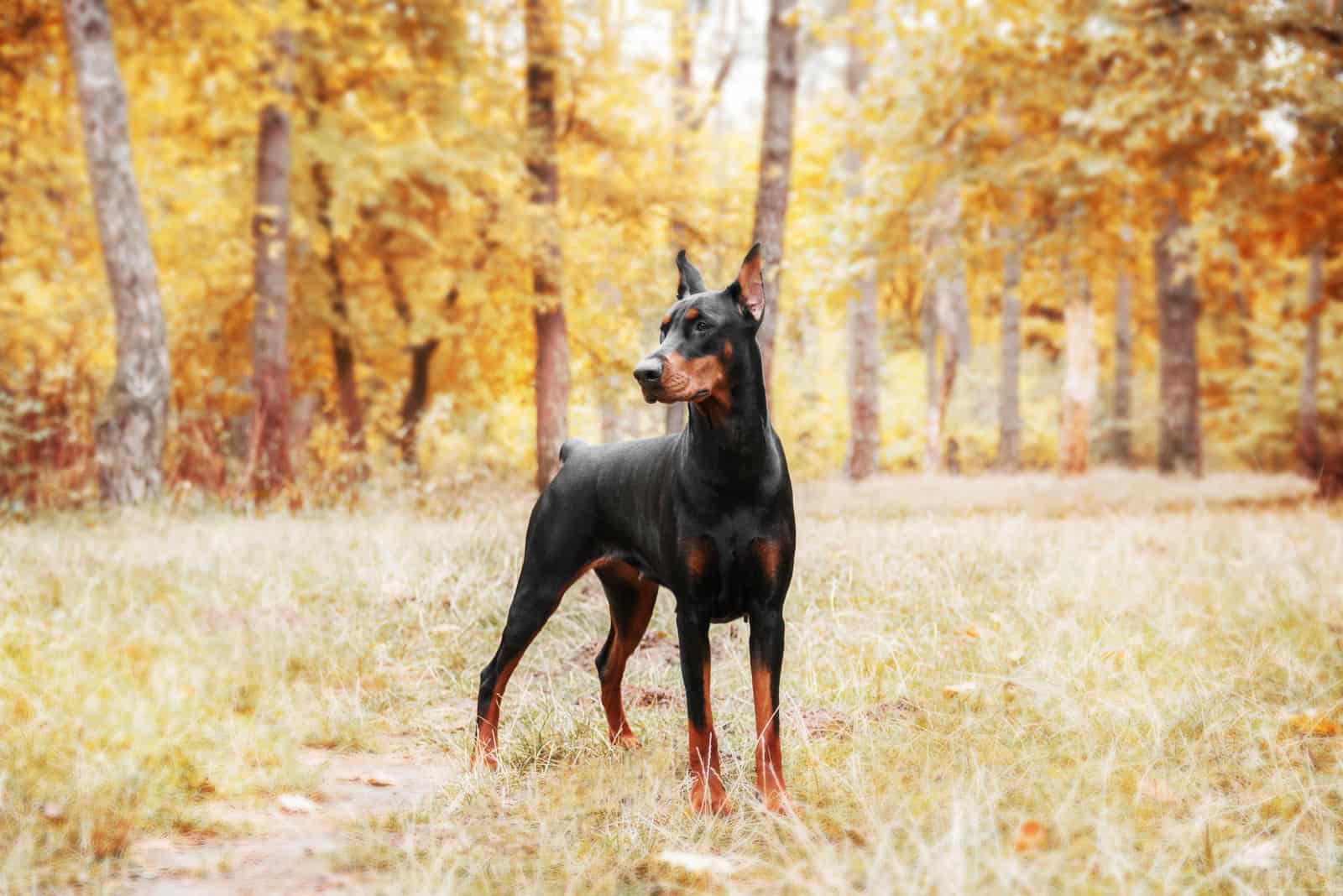 un Doberman Pinscher en el bosque