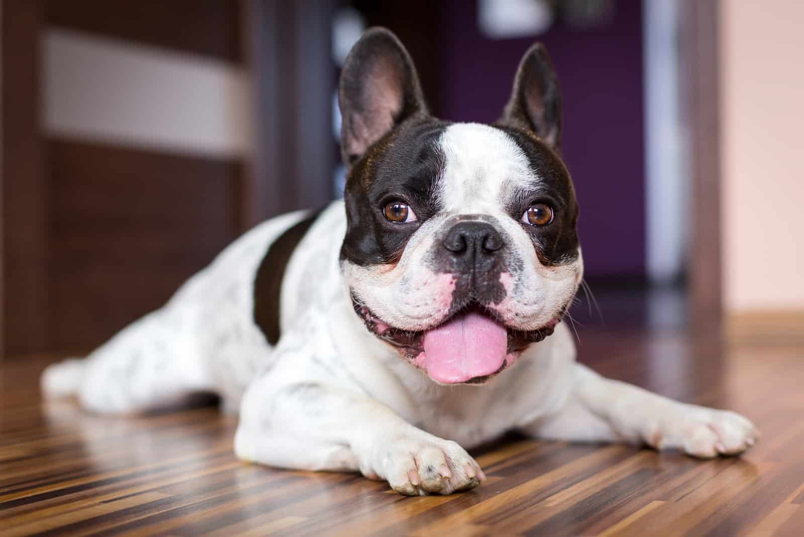 un bulldog francés descansando sobre un laminado