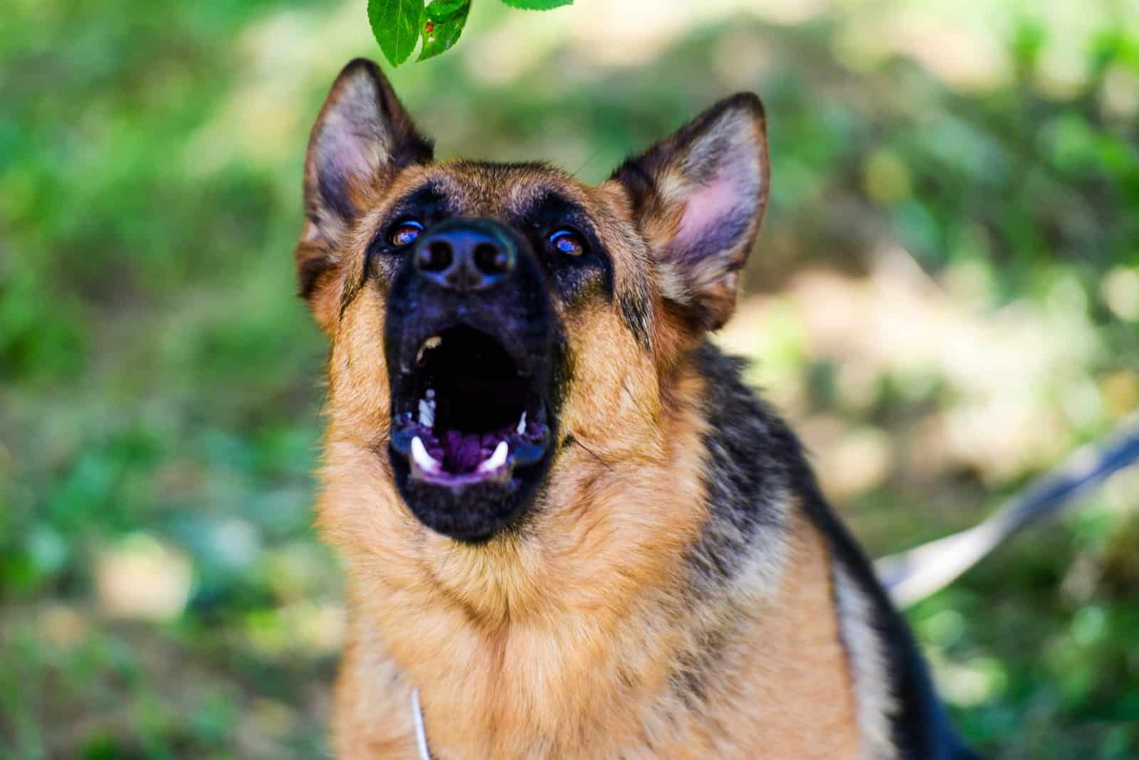 un perro Pastor Alemán se sienta y ladra