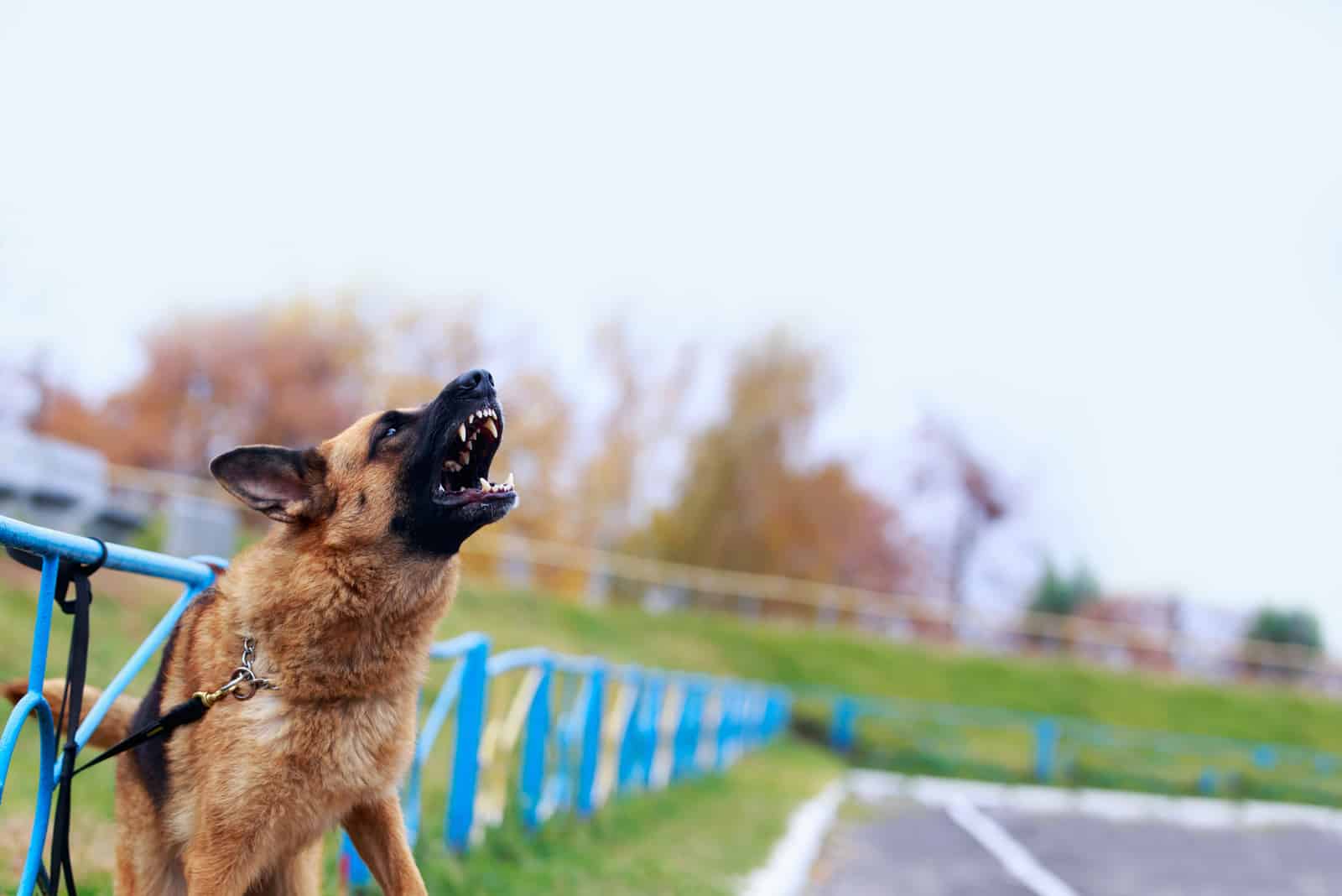 un perro Pastor Alemán atado a una cerca ladra