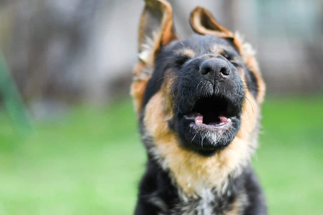un cachorro de pastor alemán gime