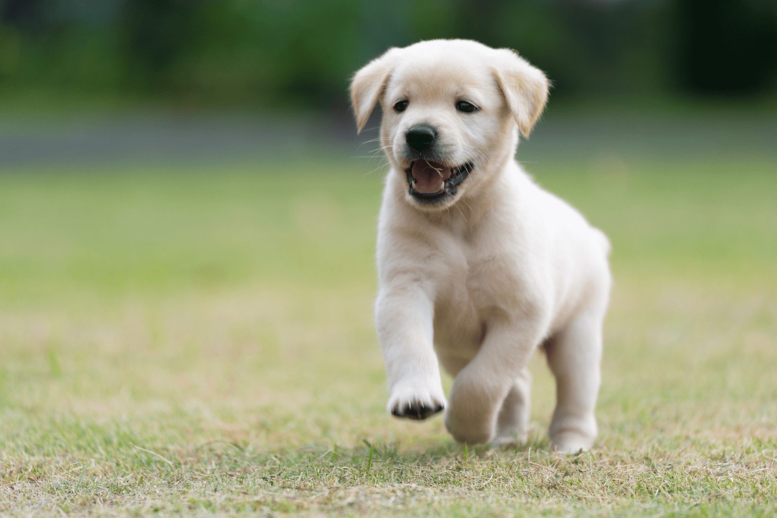 un cachorro de Golden Retriever corre por el campo