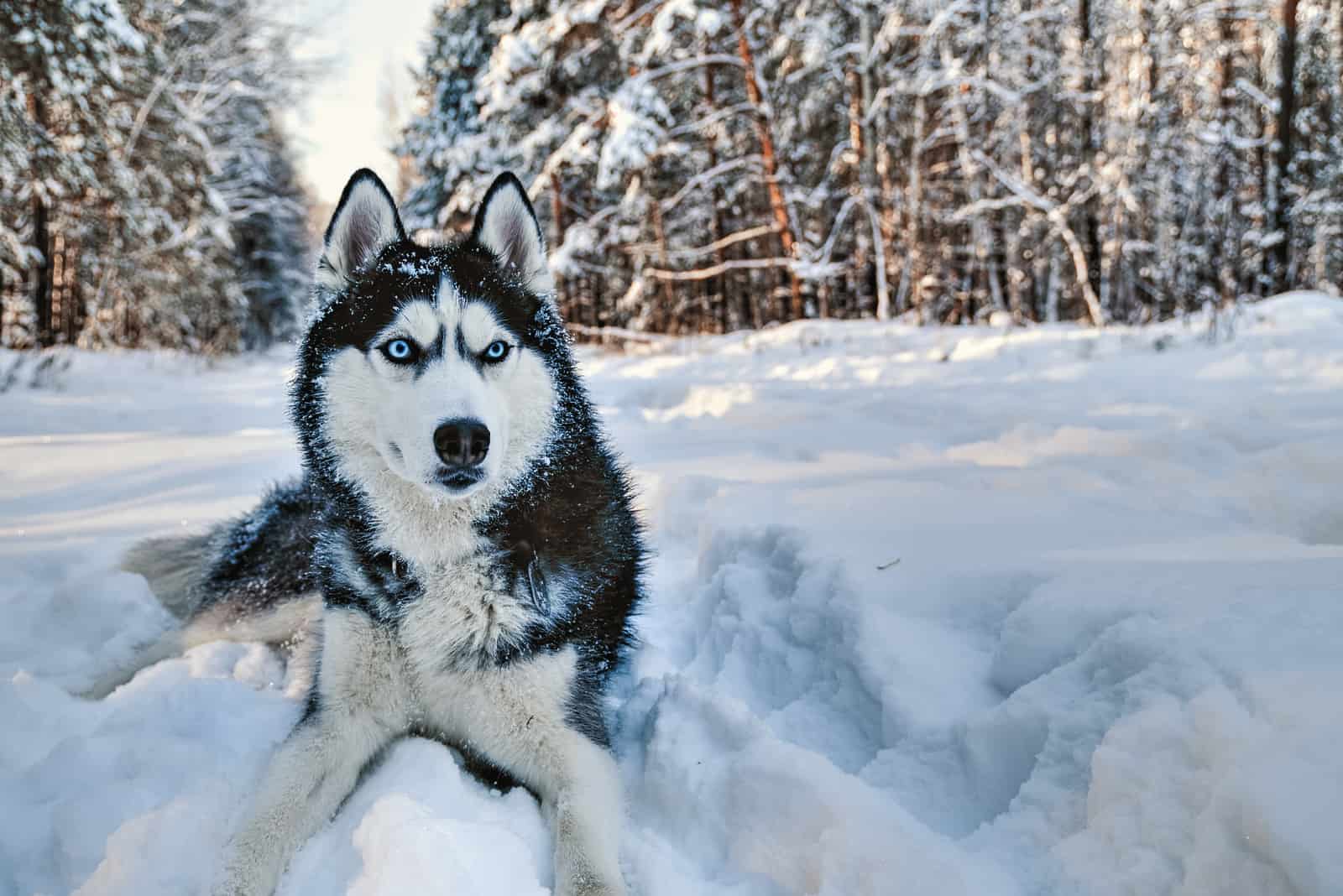 un perro Husky Siberiano de ojos azules yace en la nieve