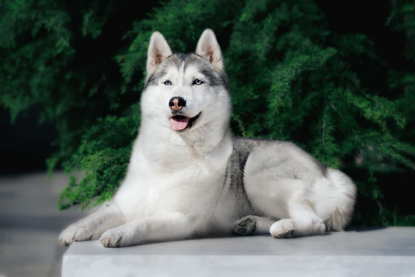 un perro Husky Siberiano con ojos azules yace sobre una losa de mármol