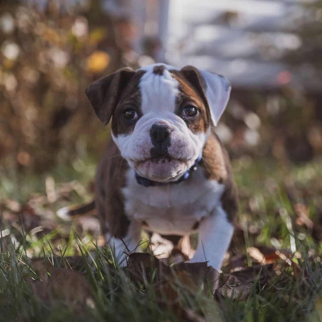 un cachorro de Bulldog Valley está de pie en la hierba
