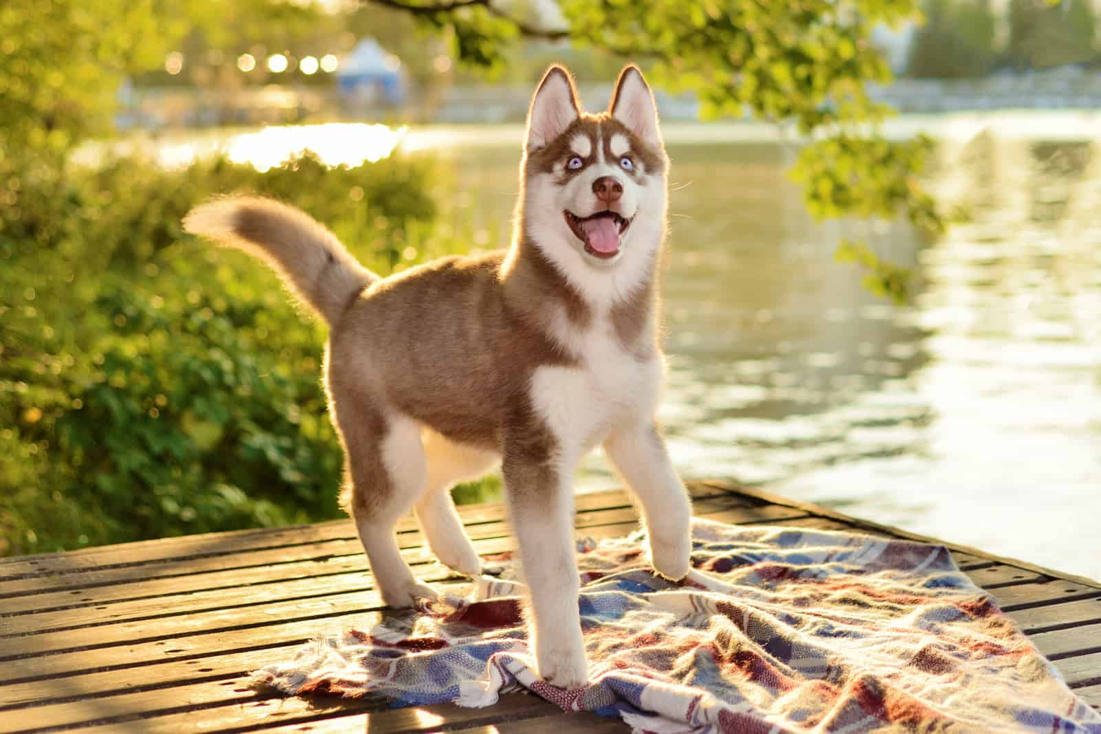 un adorable cachorro de husky marrón de pie en el muelle del lago