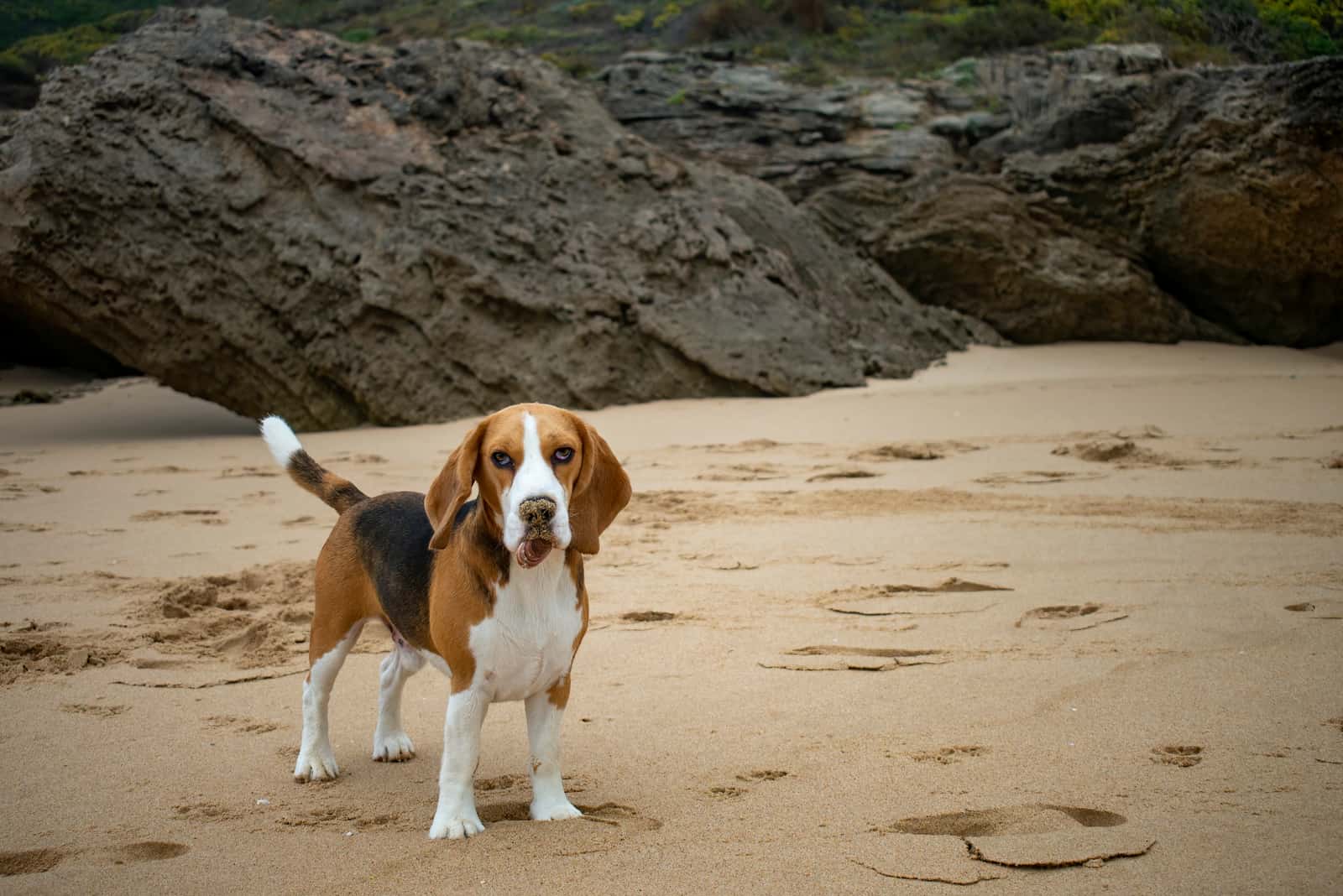 un perro beagle parado en una playa de arena