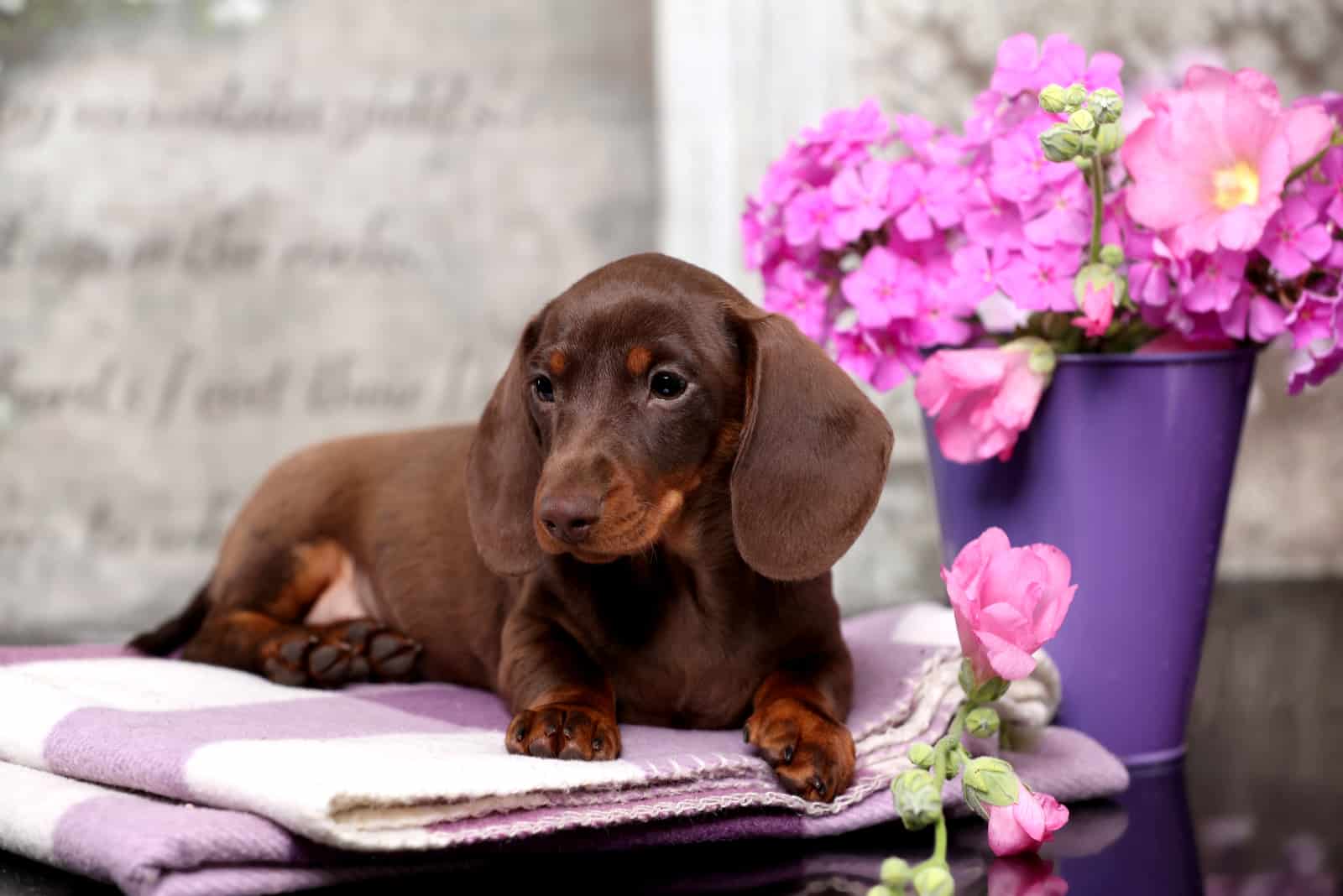 un hermoso cachorro de Dachshund yace en una manta