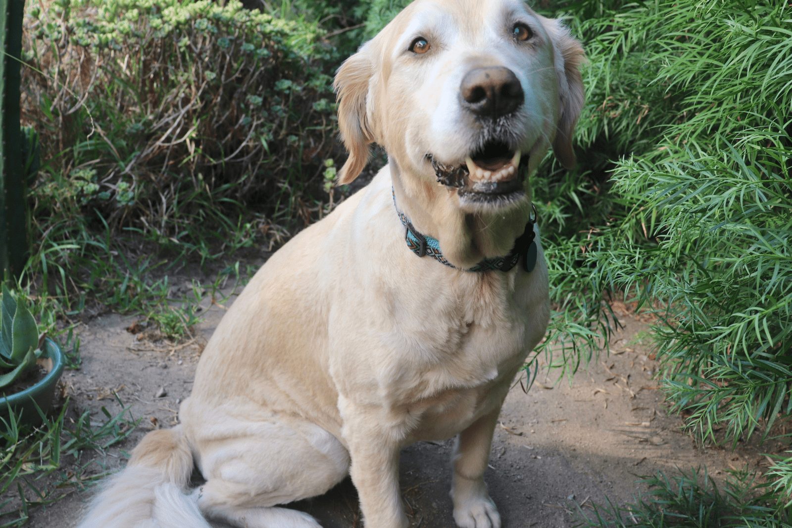 un hermoso Golden Retriever