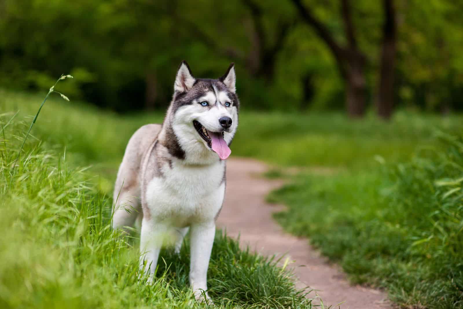 un hermoso Husky Siberiano está de pie en un prado