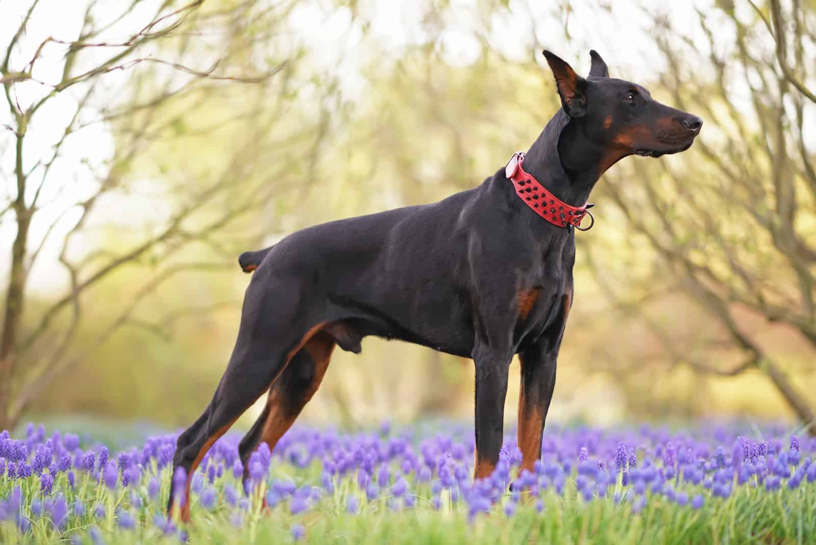 un hermoso Doberman negro está entre flores