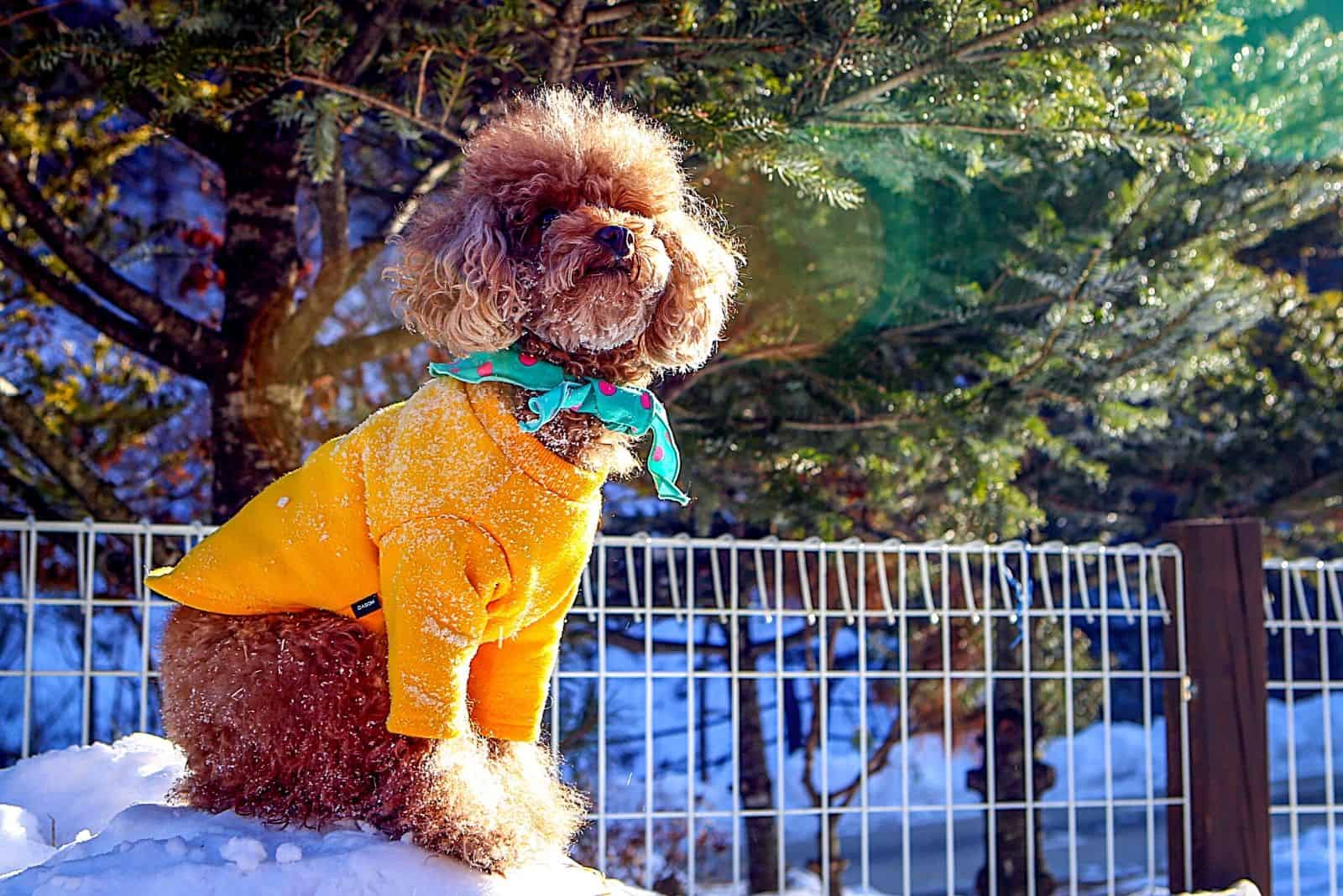 un hermoso caniche marrón con una chaqueta amarilla sentado en la nieve