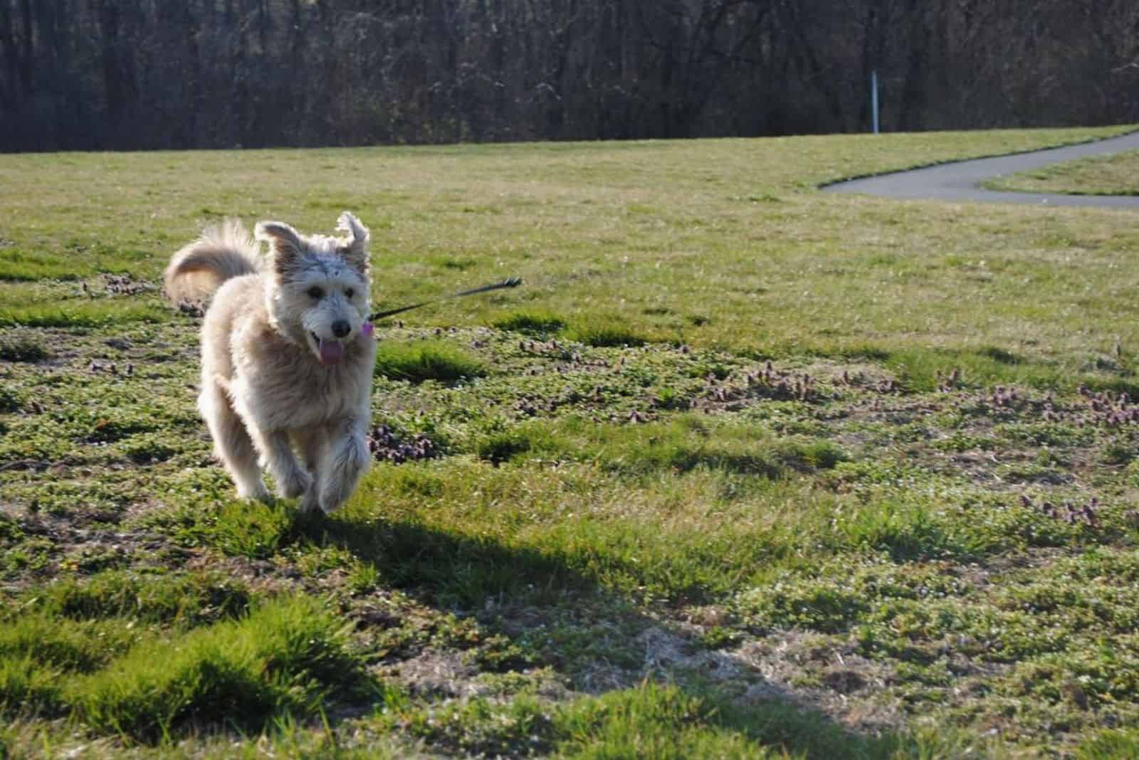un hermoso perro cruzado corre por el campo
