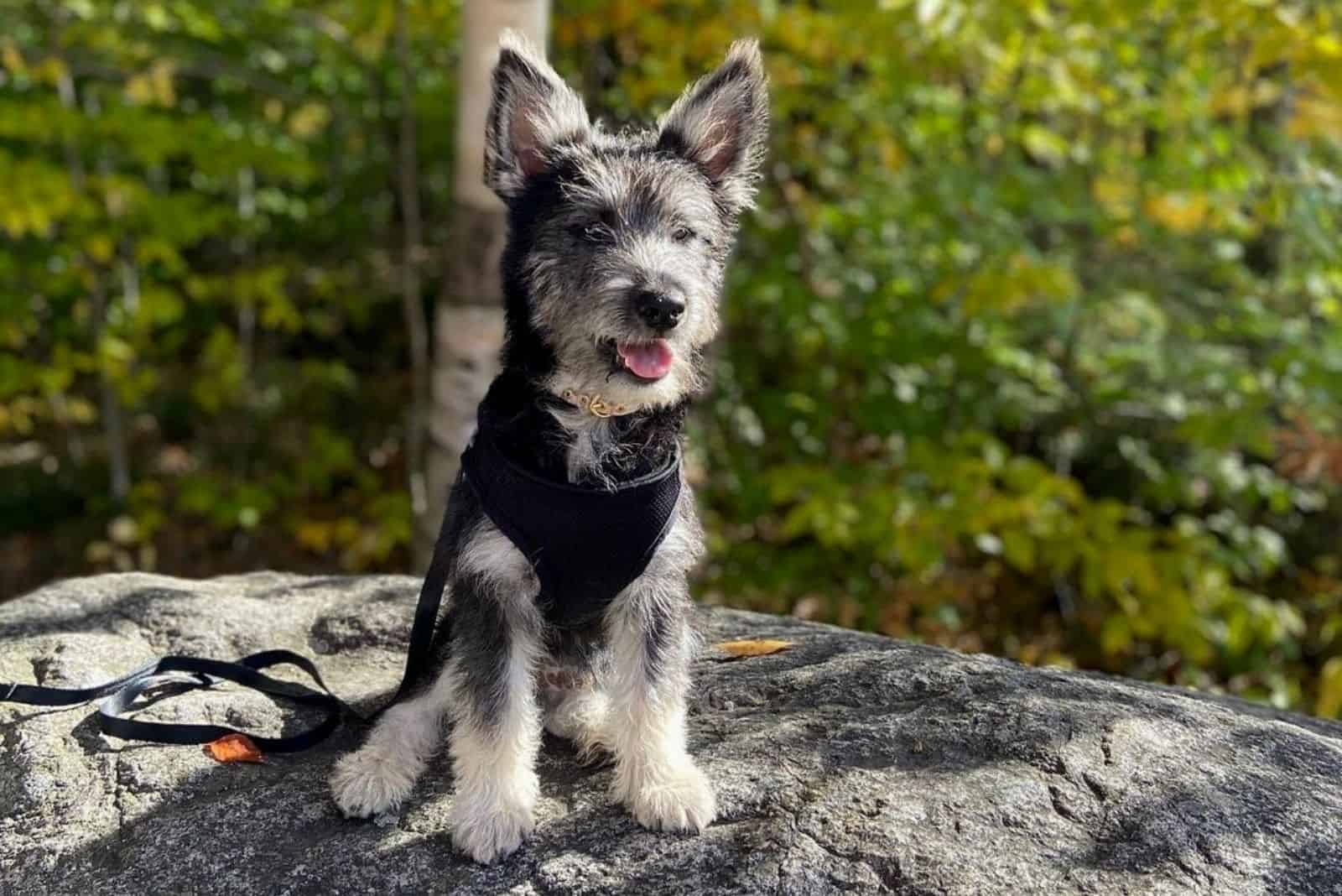 un hermoso perro cruzado sentado sobre una roca en la naturaleza