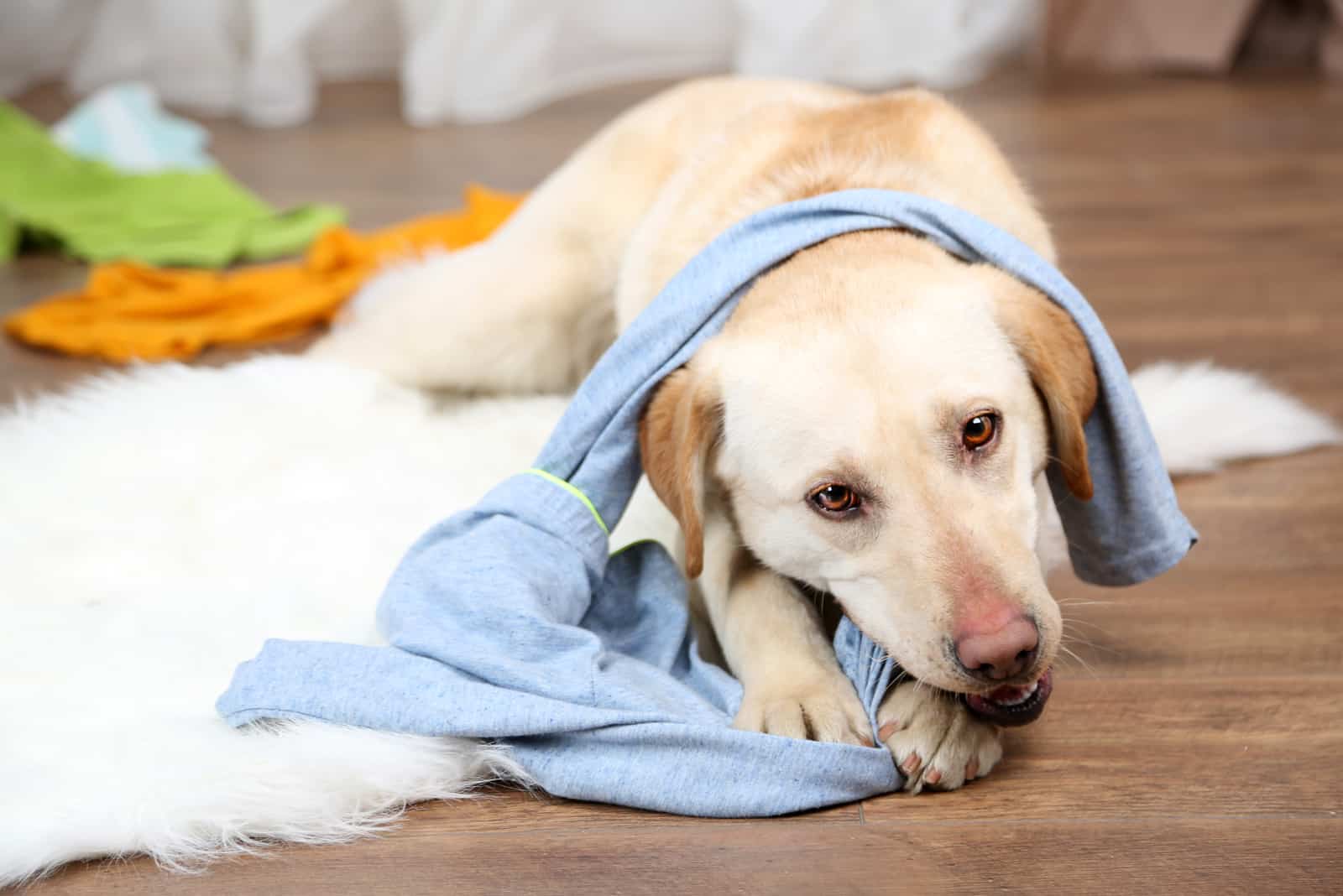 un hermoso perro yace en el suelo y juega con ropa