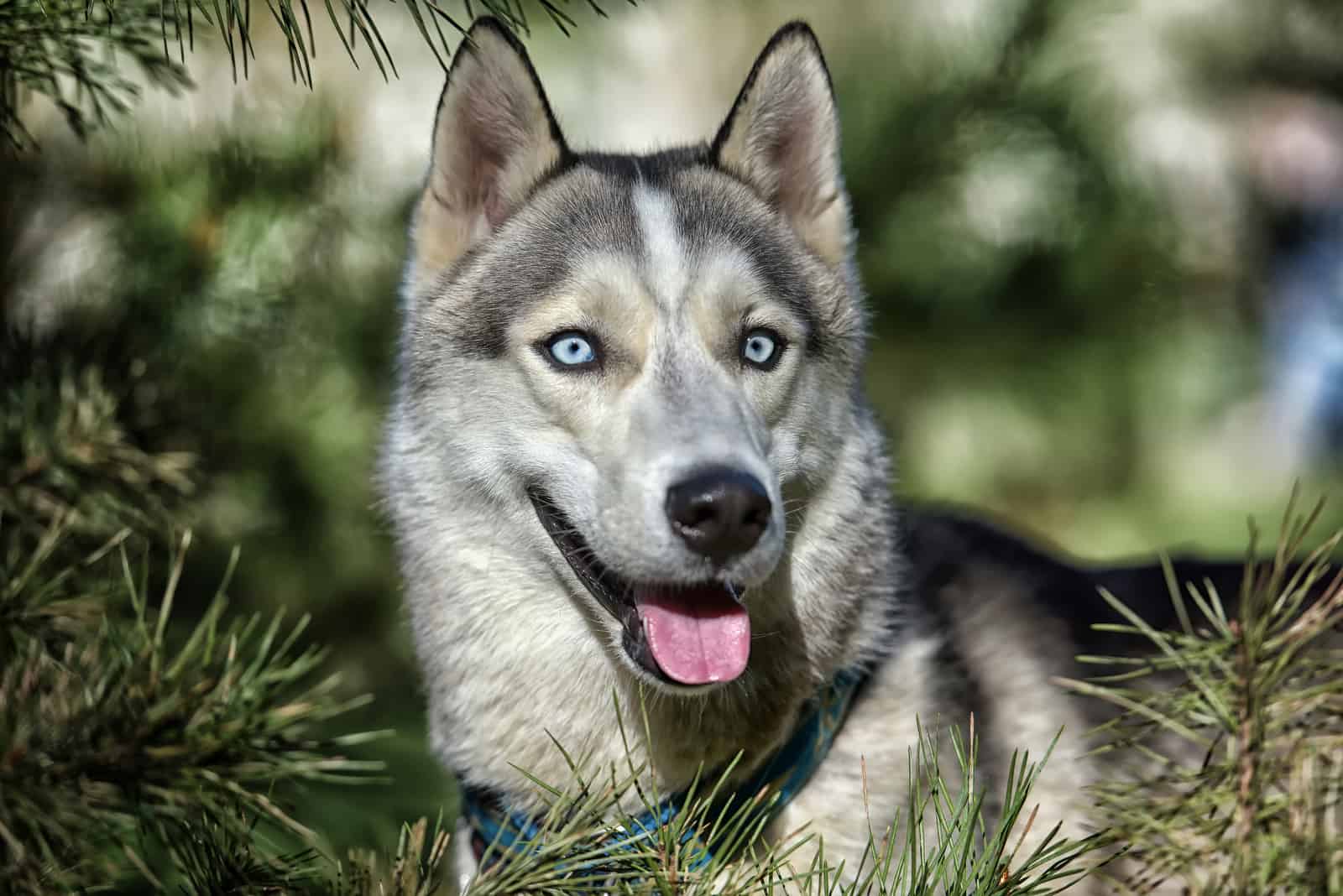 un hermoso perro husky en la naturaleza