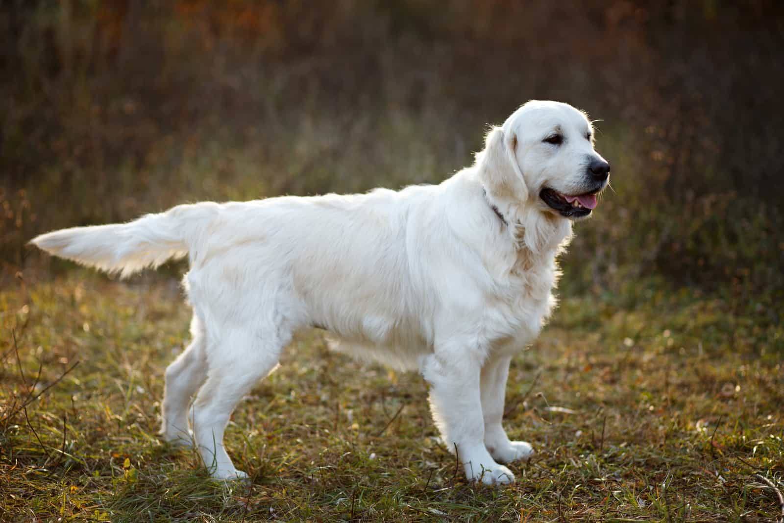 un hermoso labrador retriever en la naturaleza