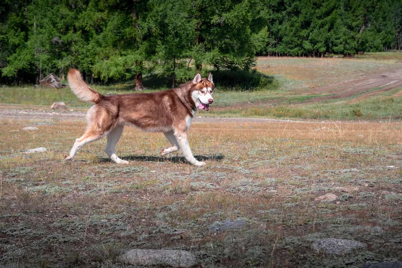 un hermoso husky marrón musculoso corriendo por un prado